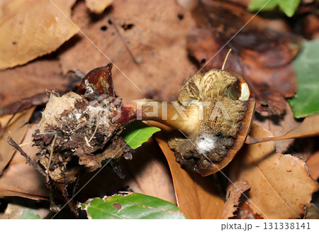 成長段階で裂けてしまった小型のイグチ科キノコの石づきからヒダ形状(自然環境下菌界マクロ撮影) 成長段階で裂けてしまった小型のイグチ科キノコの石づきからヒダ形状(自然環境下菌界マクロ撮影) 131338141