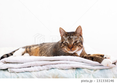 A cat is peacefully napping on a cozy blanket with its eyes closed 131338146