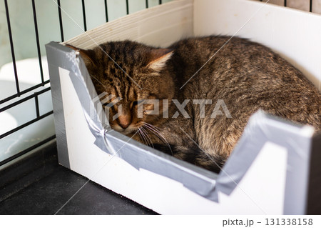 A small grey cat is comfortably sleeping inside a cardboard box 131338158