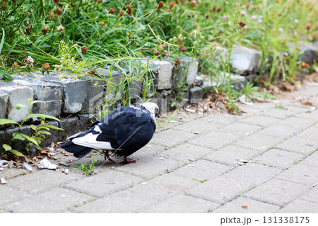 A striking black and white pigeon is standing on a brick sidewalk A striking black and white pigeon is standing on a brick sidewalk 131338175