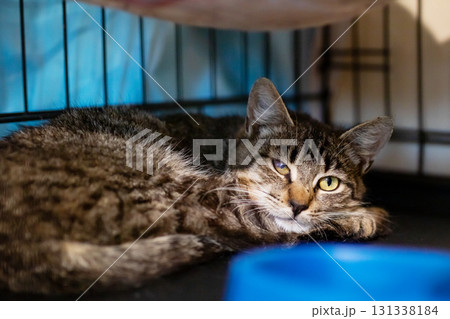 A domestic cat is comfortably laying in its cage beside a blue bowl 131338184