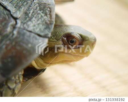 ヤエヤマイシガメ ヤエヤマイシガメ 131338192