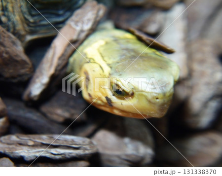 セマルハコガメ セマルハコガメ 131338370
