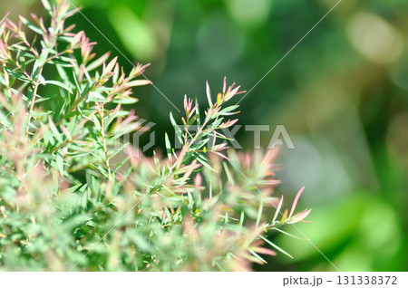 Juniperus sp, CUPRESSACEAE or pink plant 131338372