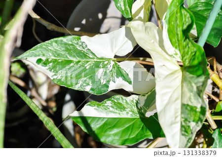 Syngonium podophyllum, Arrowhead Vine or Goosefoot Plant or Araceae or white and green leaf Syngonium podophyllum, Arrowhead Vine or Goosefoot Plant or Araceae or white and green leaf 131338379