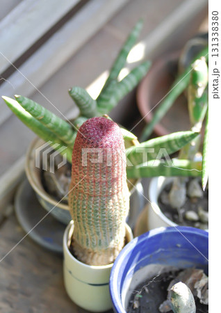 echinocereus pectinatus rubispinus,echinocereus pectinatus or pink cactus or cactus , succulent echinocereus pectinatus rubispinus,echinocereus pectinatus or pink cactus or cactus , succulent 131338380