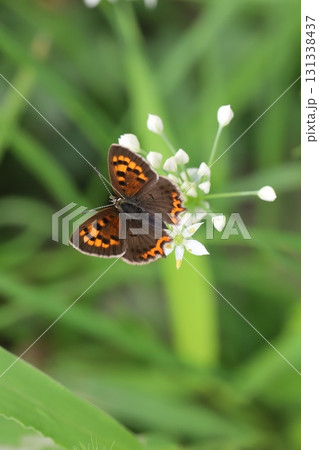 秋の野原に咲く白い小さなニラの花の蜜を吸うベニシジミ蝶 秋の野原に咲く白い小さなニラの花の蜜を吸うベニシジミ蝶 131338437