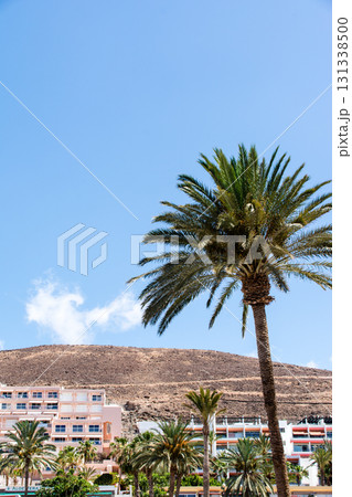 明るい日差しの下の大きなヤシの木と遠くに見えるリゾートホテルとはげ山 フエルテベンテュラ島にて 明るい日差しの下の大きなヤシの木と遠くに見えるリゾートホテルとはげ山 フエルテベンテュラ島にて 131338500
