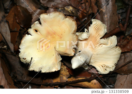 白にピンクのシミが入った大きくて割れやすいベニタケ科キノコの表裏カサ・ヒダ・柄（菌界マクロ撮影） 131338509