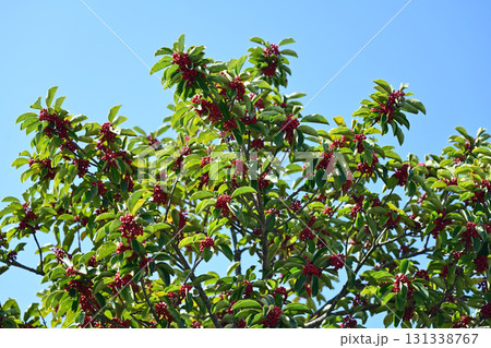 クロガネモチ(縁起物にも) クロガネモチ(縁起物にも) 131338767