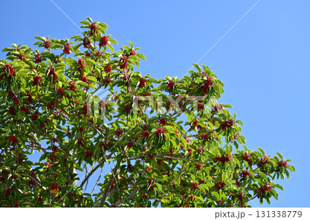 クロガネモチ(縁起物にも) クロガネモチ(縁起物にも) 131338779