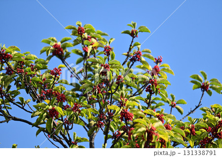 クロガネモチ(縁起物にも) クロガネモチ(縁起物にも) 131338791