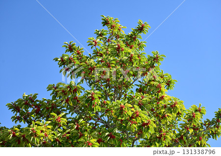 クロガネモチ(縁起物にも) クロガネモチ(縁起物にも) 131338796