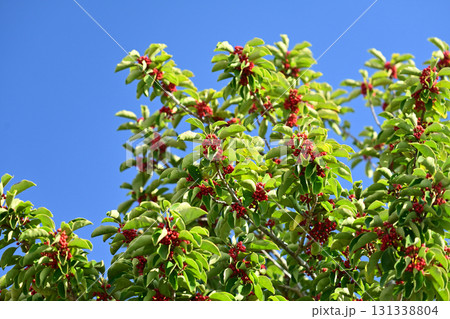 クロガネモチ（縁起物にも） 131338804