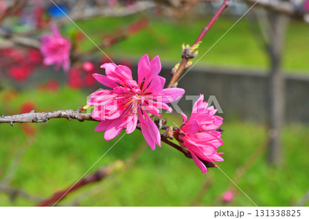 大阪城の赤花ばん桃 131338825
