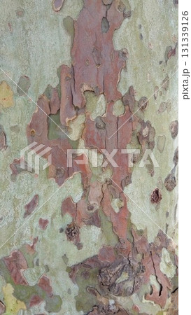 秋の公園のプラタナスの幹 (クローズアップ) 秋の公園のプラタナスの幹 (クローズアップ) 131339126