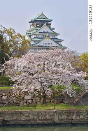 大阪城の桜 131339185