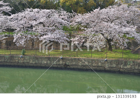 大阪城の桜 131339193