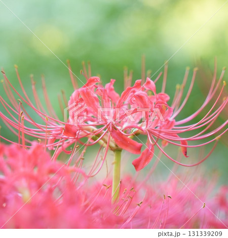 美しく咲く赤い彼岸花　群生　光輝く 131339209