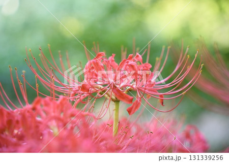 美しく咲く赤い彼岸花 群生 光輝く 美しく咲く赤い彼岸花 群生 光輝く 131339256