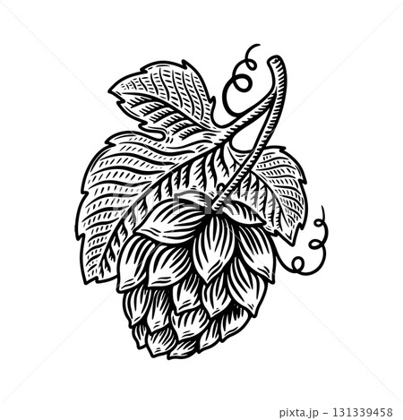 illustration of beer hop in engraving style. Design element for poster, label, sign, emblem, menu. Vector illustration illustration of beer hop in engraving style. Design element for poster, label, sign, emblem, menu. Vector illustration 131339458
