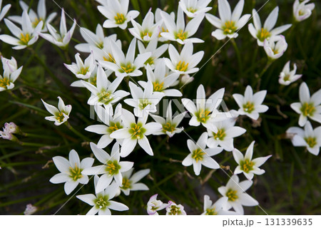 公園にタマスダレの白い花が咲いています。学名はZephyranthes candidaです。 131339635
