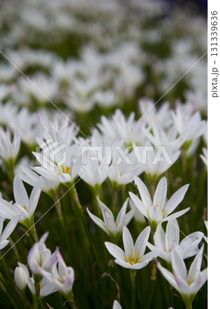 公園にタマスダレの白い花が咲いています。学名はZephyranthes candidaです。 公園にタマスダレの白い花が咲いています。学名はZephyranthes candidaです。 131339636