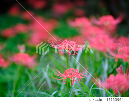 土佐山の彼岸花 131339644