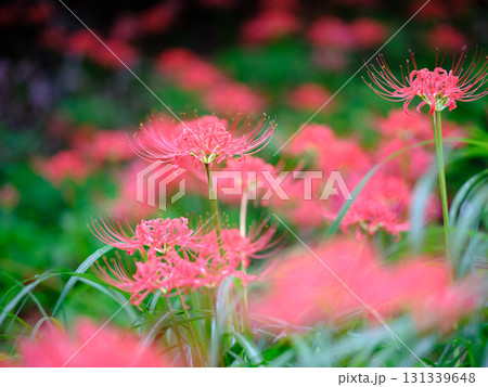 土佐山の彼岸花 土佐山の彼岸花 131339648