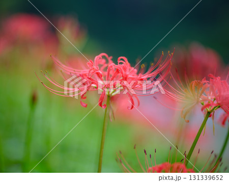 土佐山の彼岸花 131339652