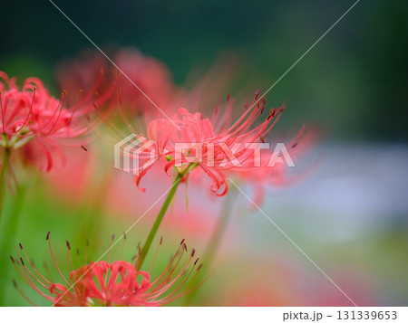 土佐山の彼岸花 土佐山の彼岸花 131339653