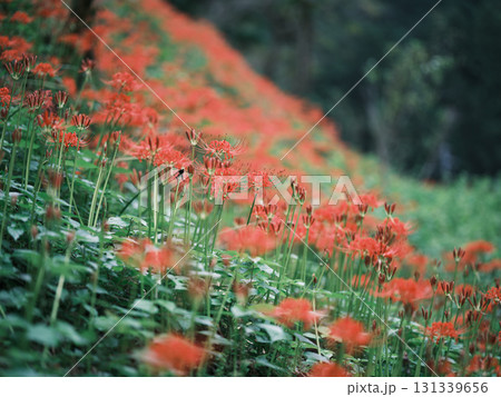 土佐山の彼岸花 131339656