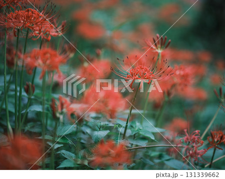 土佐山の彼岸花 土佐山の彼岸花 131339662