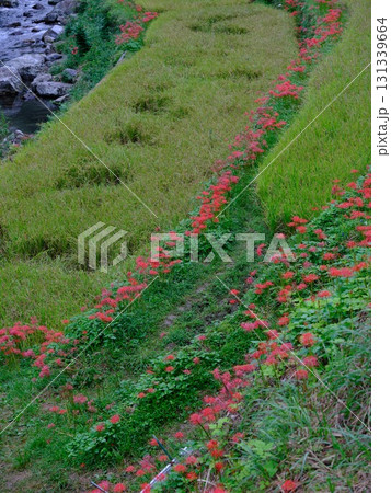 土佐山の彼岸花 131339664