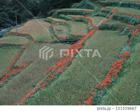 土佐山の彼岸花 131339667