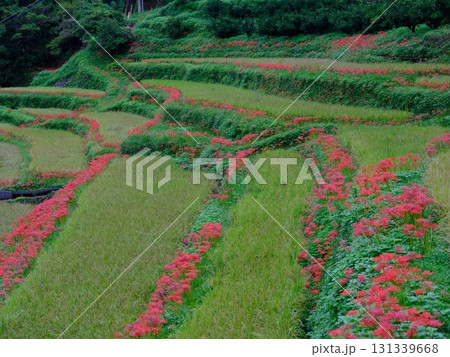 土佐山の彼岸花 131339668