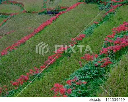 土佐山の彼岸花 131339669