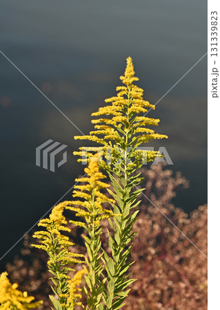 セイタカアワダチソウ (Golden rod) 土地・不動産素材にも セイタカアワダチソウ (Golden rod) 土地・不動産素材にも 131339823