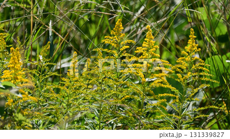 セイタカアワダチソウ (Golden rod)　土地・不動産素材にも 131339827