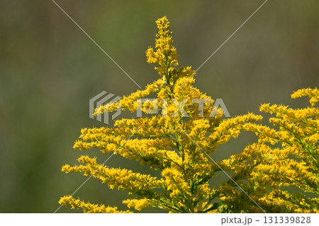 セイタカアワダチソウ (Golden rod)　土地・不動産素材にも 131339828