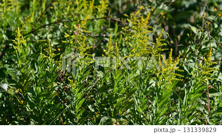 セイタカアワダチソウ (Golden rod)　土地・不動産素材にも 131339829