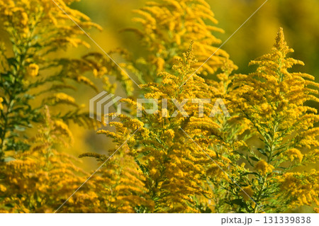 セイタカアワダチソウ (Golden rod)　土地・不動産素材にも 131339838