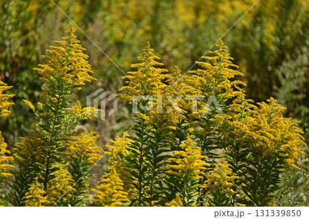 セイタカアワダチソウ (Golden rod)　土地・不動産素材にも 131339850