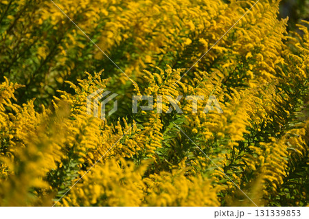 セイタカアワダチソウ (Golden rod)　土地・不動産素材にも 131339853