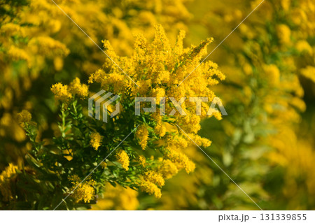 セイタカアワダチソウ (Golden rod) 土地・不動産素材にも セイタカアワダチソウ (Golden rod) 土地・不動産素材にも 131339855