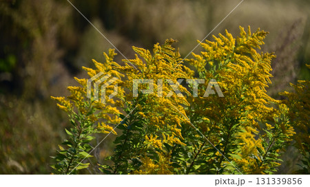 セイタカアワダチソウ (Golden rod)　土地・不動産素材にも 131339856