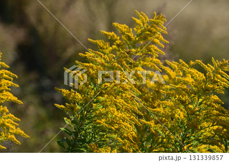 セイタカアワダチソウ (Golden rod)　土地・不動産素材にも 131339857