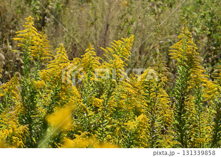 セイタカアワダチソウ (Golden rod)　土地・不動産素材にも 131339858
