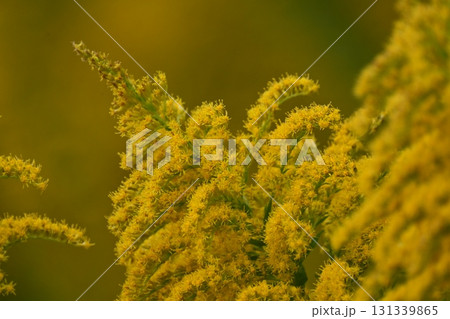 セイタカアワダチソウ (Golden rod) 土地・不動産素材にも セイタカアワダチソウ (Golden rod) 土地・不動産素材にも 131339865