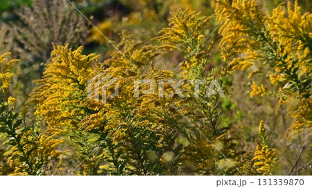 セイタカアワダチソウ (Golden rod) 土地・不動産素材にも セイタカアワダチソウ (Golden rod) 土地・不動産素材にも 131339870